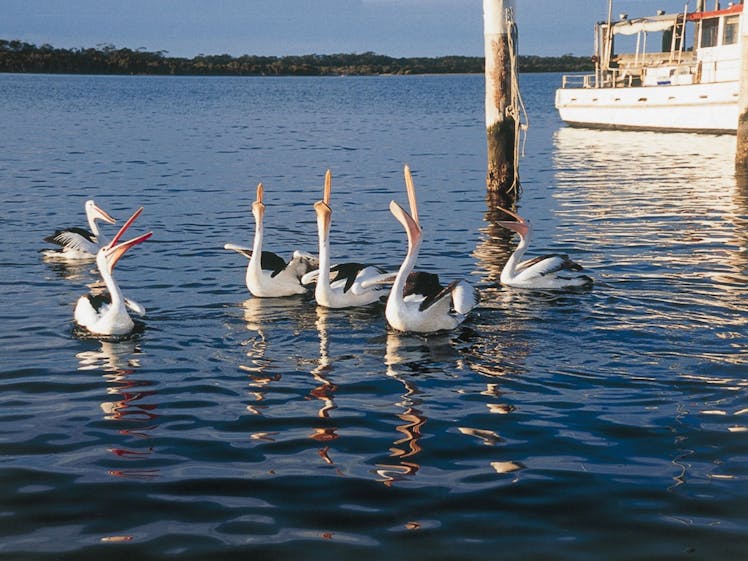 Pelicans